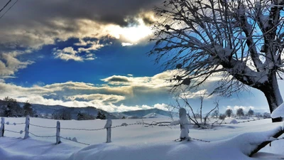 winter, schnee, wolke, baum, gefrieren