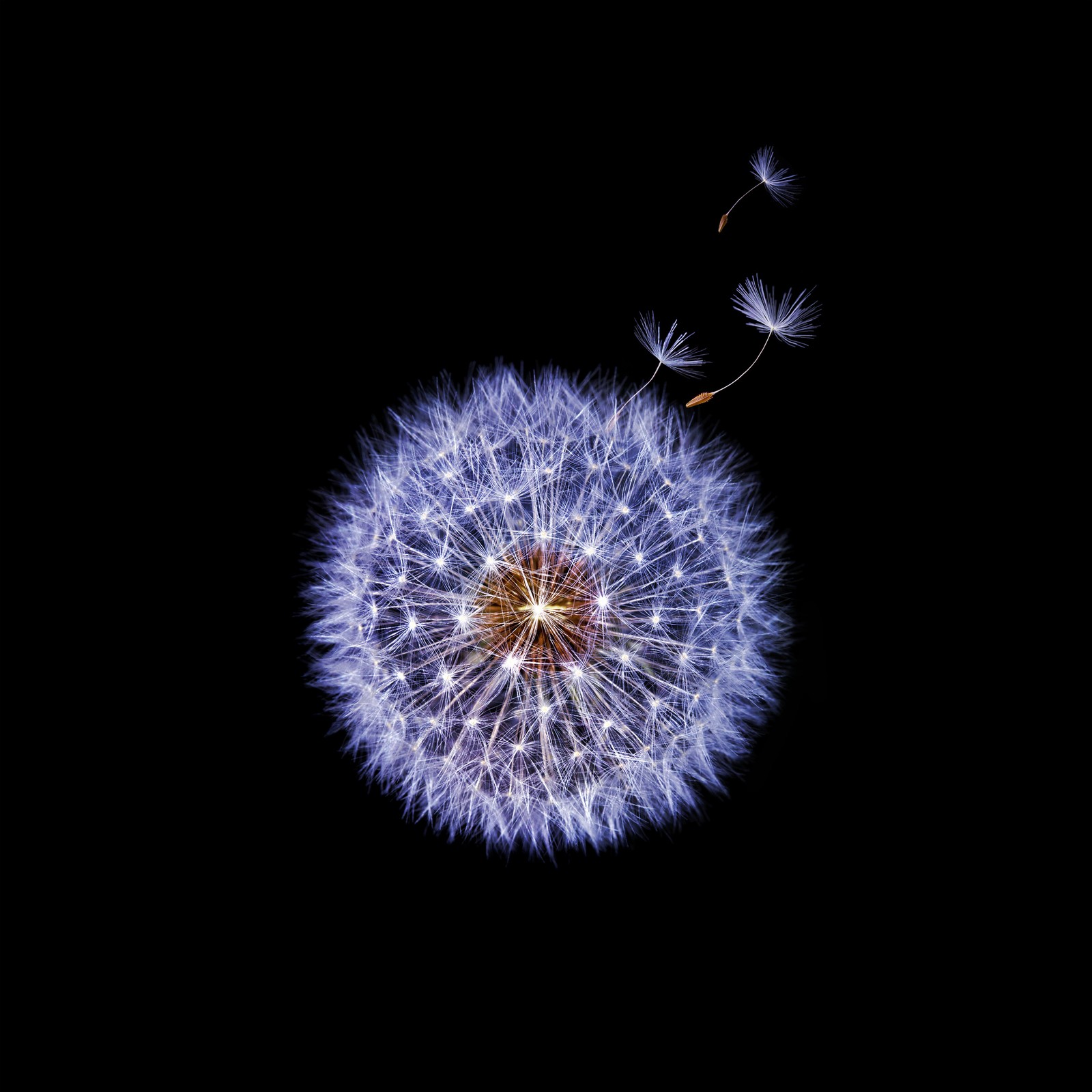 Um dente de leão arafed com sementes soprando ao vento (preto, dente de leão, flor, galaxy s9, magia)