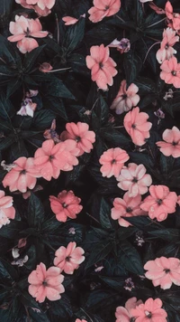 pink, pretty wallpaper