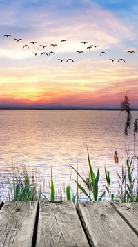 Serenidad del atardecer: Aves en vuelo sobre aguas tranquilas