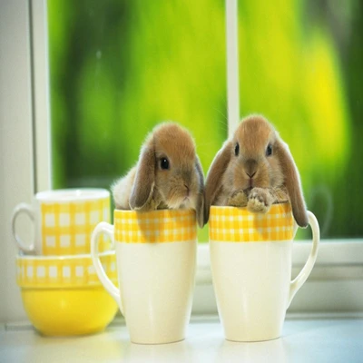 Süße Kaninchen in Tassen am Fenster