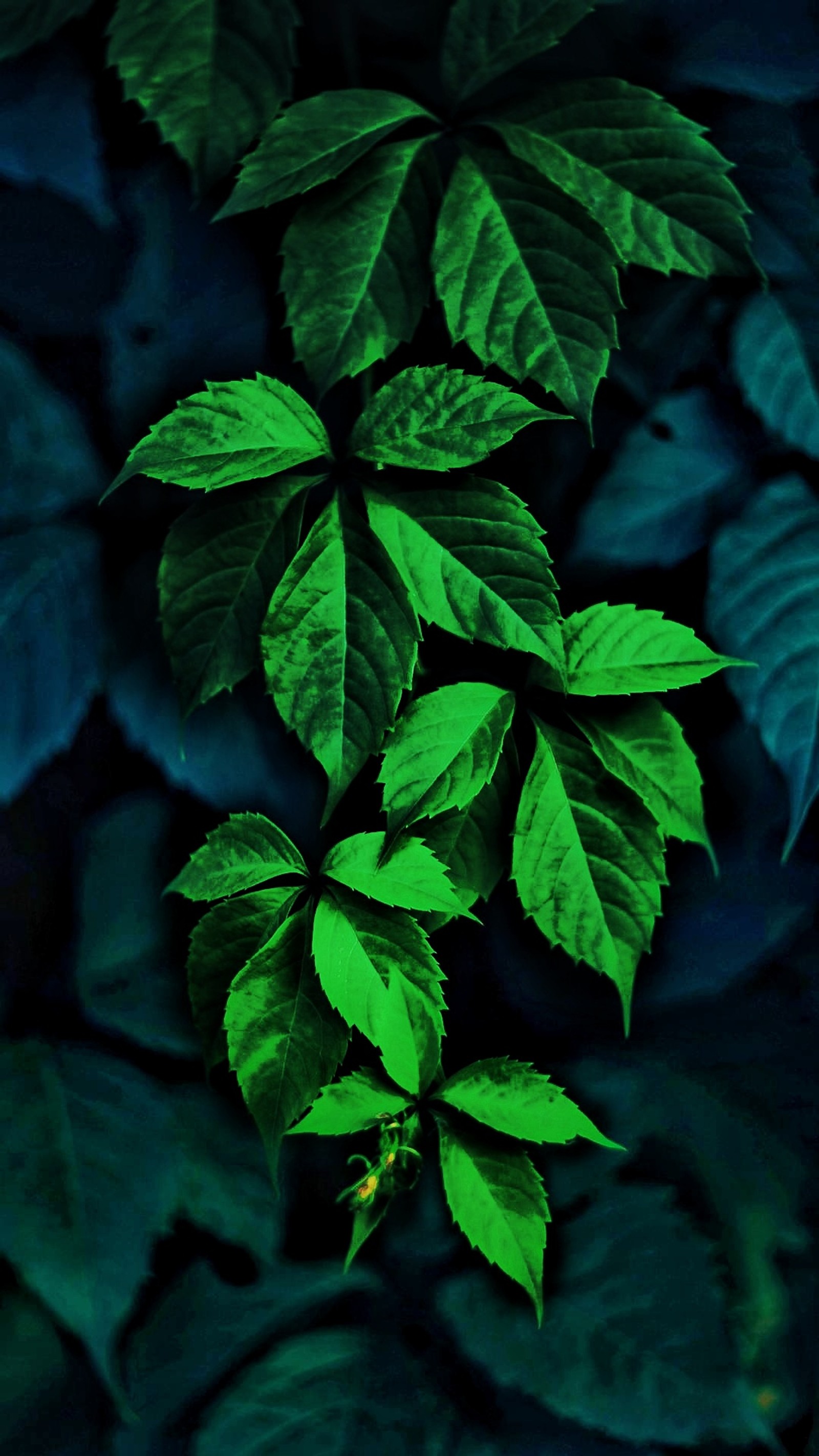 A close up of a green leafy plant with dark background (4k, dslr, leaf, leaves, snapseed)