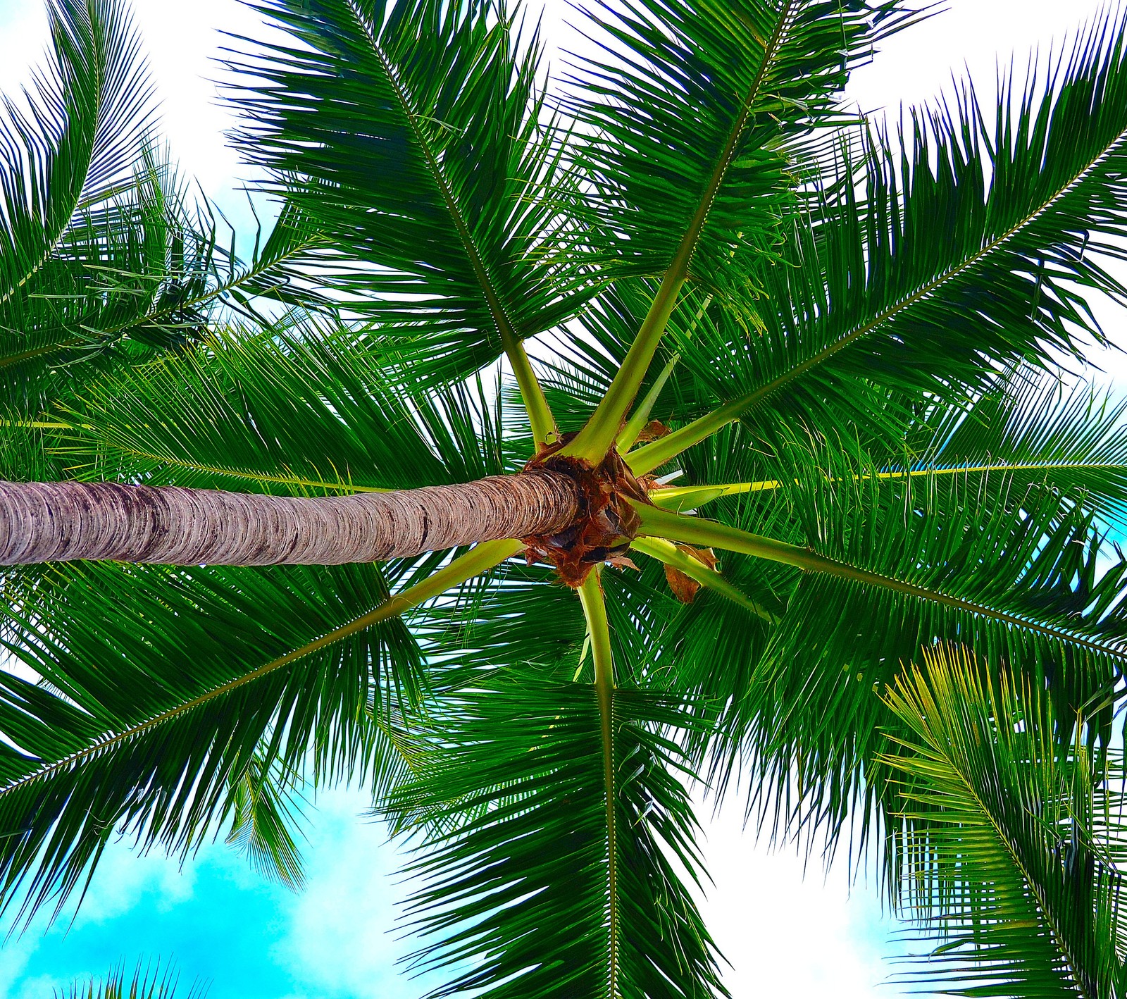 Blick auf eine palme mit blauem himmel im hintergrund (wunderschön, natur, palmen)