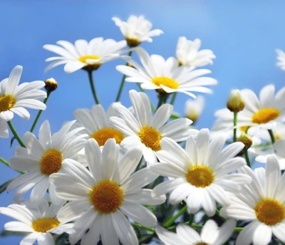 daisies, daisy, flowers, nature