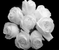 bouquet, flowers, roses, white wallpaper