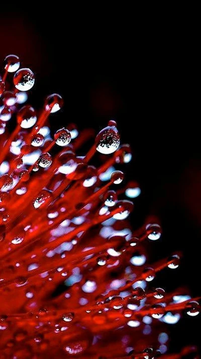 Micro Natureza: Gotas Brilhantes em Vermelho Vibrante