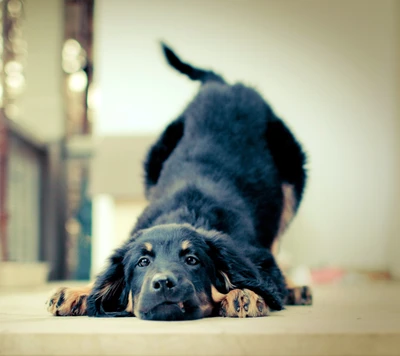 preto, cachorro, feliz, animal de estimação