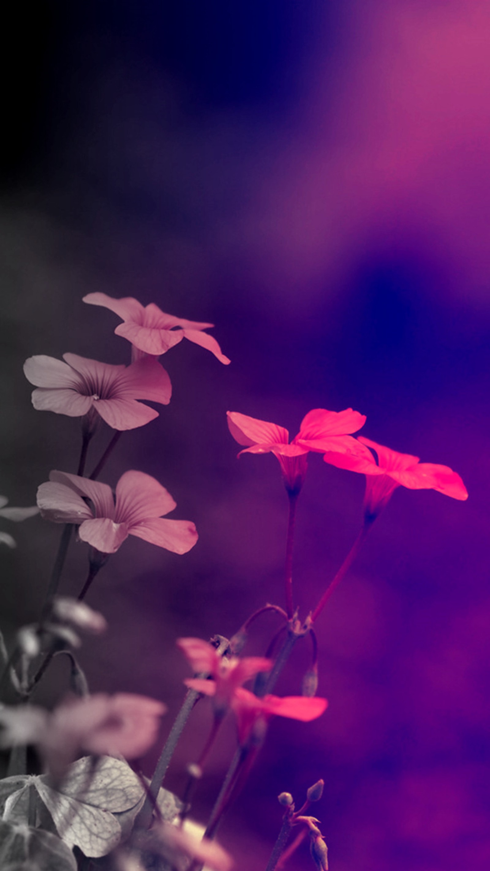 Hay muchas flores rosas que están creciendo en la hierba (cautivador, flores)