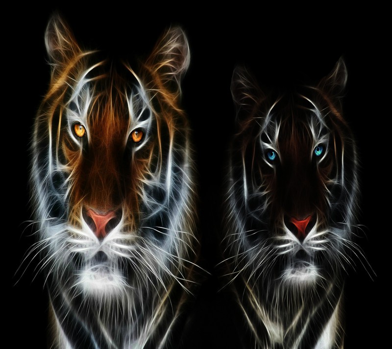 Dos tigres con ojos brillantes están de pie uno al lado del otro. (tigre, fondo de pantalla)