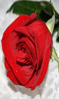 Rose rouge romantique avec des pétales de rosée