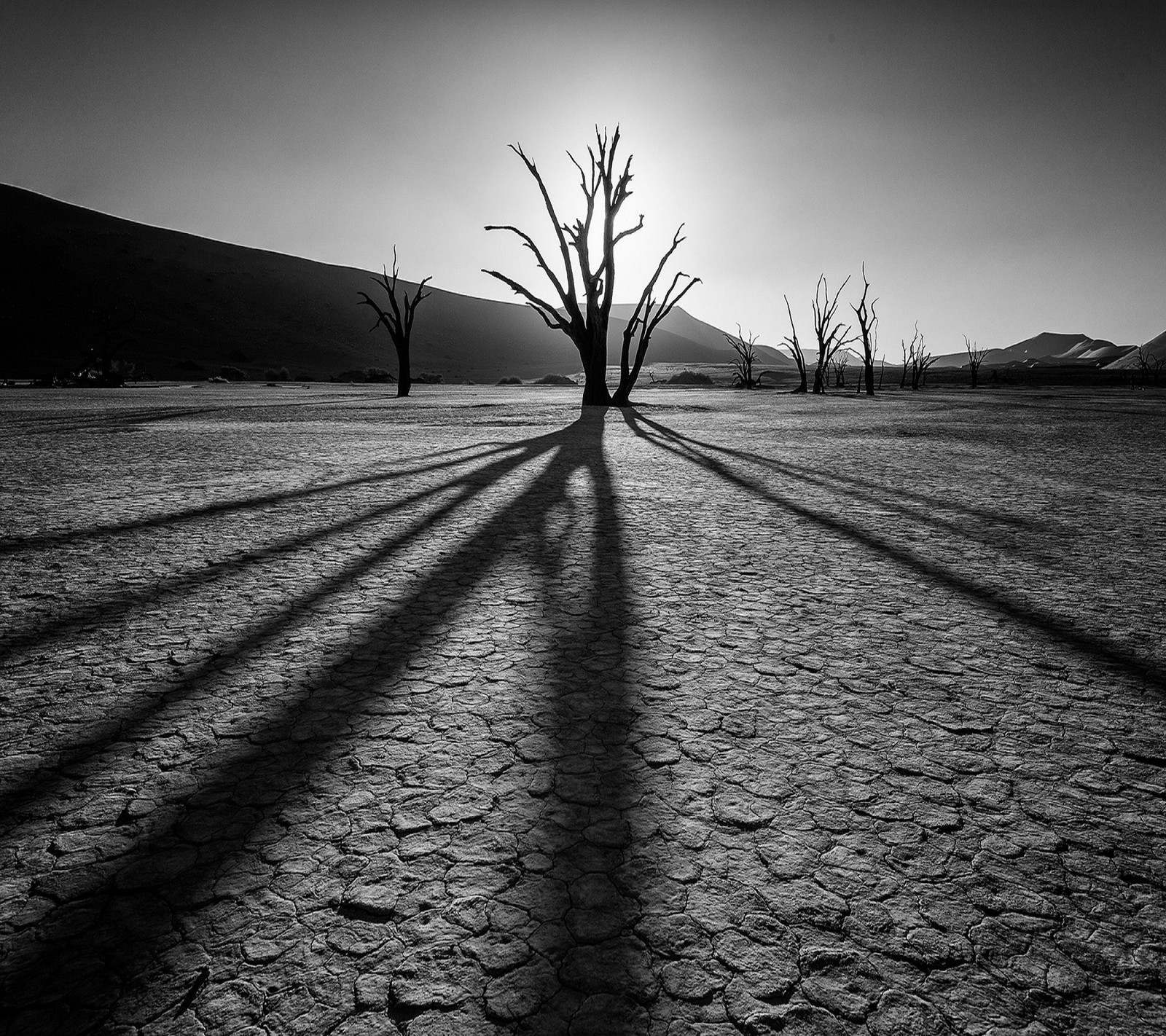 A black and white photo of a barren area with dead trees (2160x1920, wallpaper)