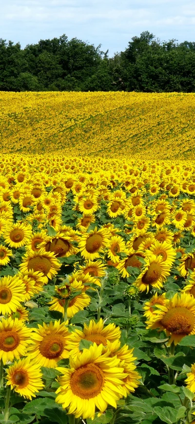 Campo de girasoles vibrante bajo un cielo azul