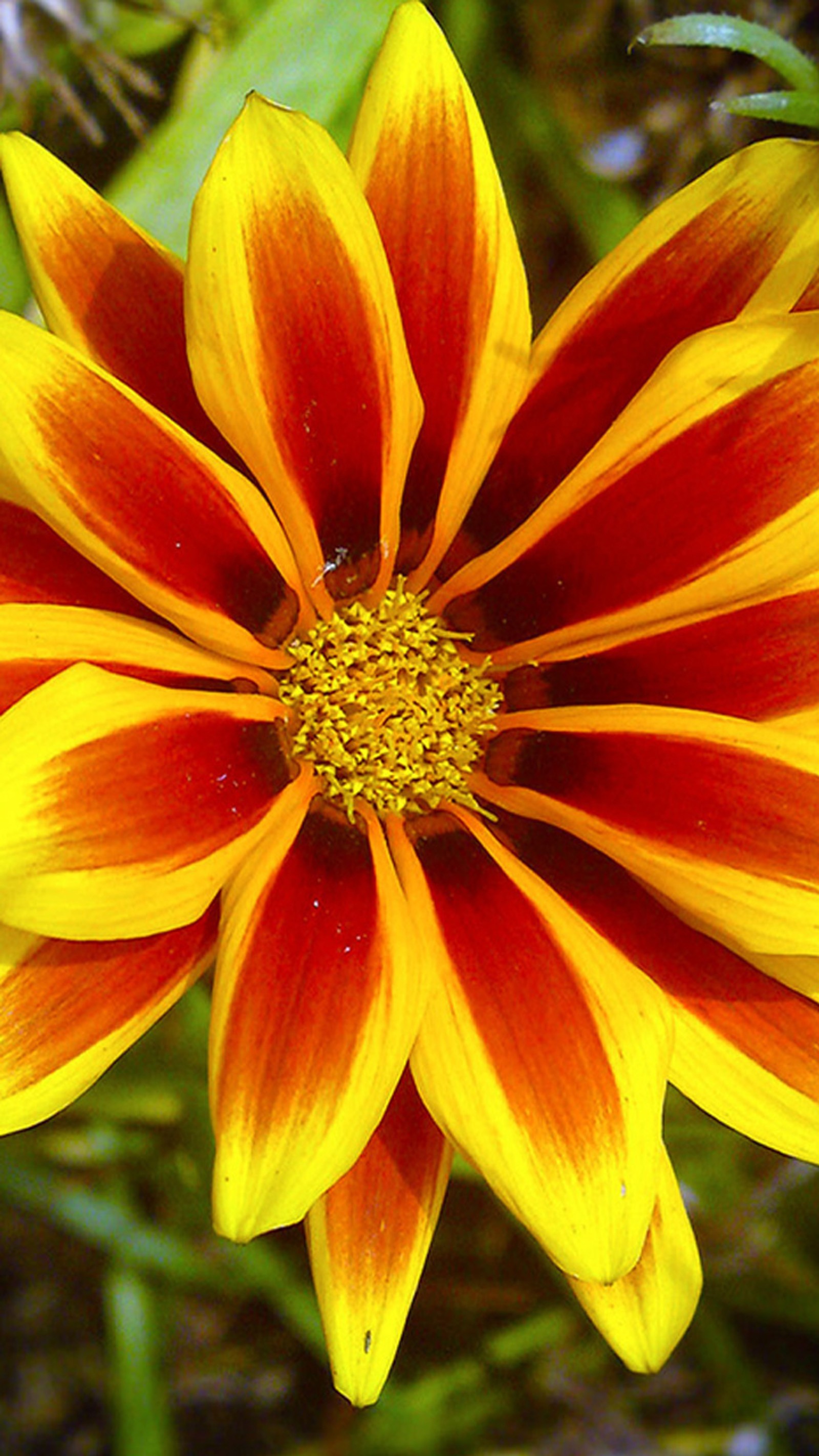 A close up of a yellow and red flower with a green background (xperia s, xperia sl, xperia t, xperia v, xperia z)