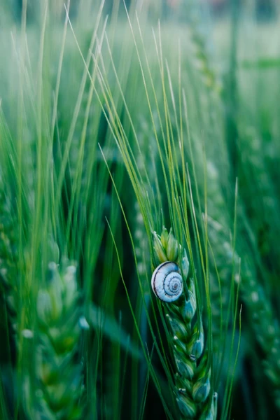 Nahaufnahme einer Schnecke auf grünem Gerste in der Natur