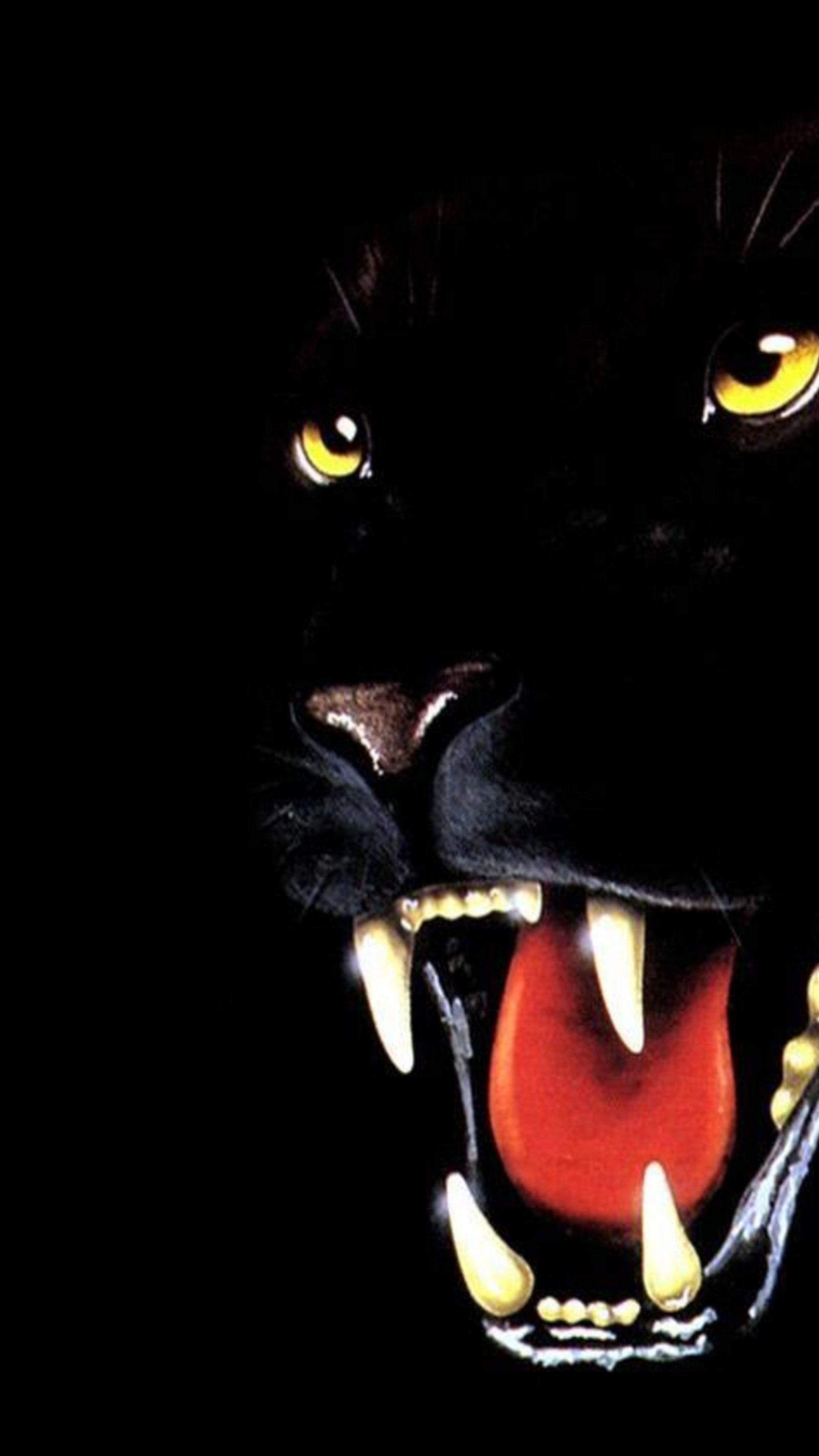 panthera, tiger, bombay cat, leopard, black cat wallpaper