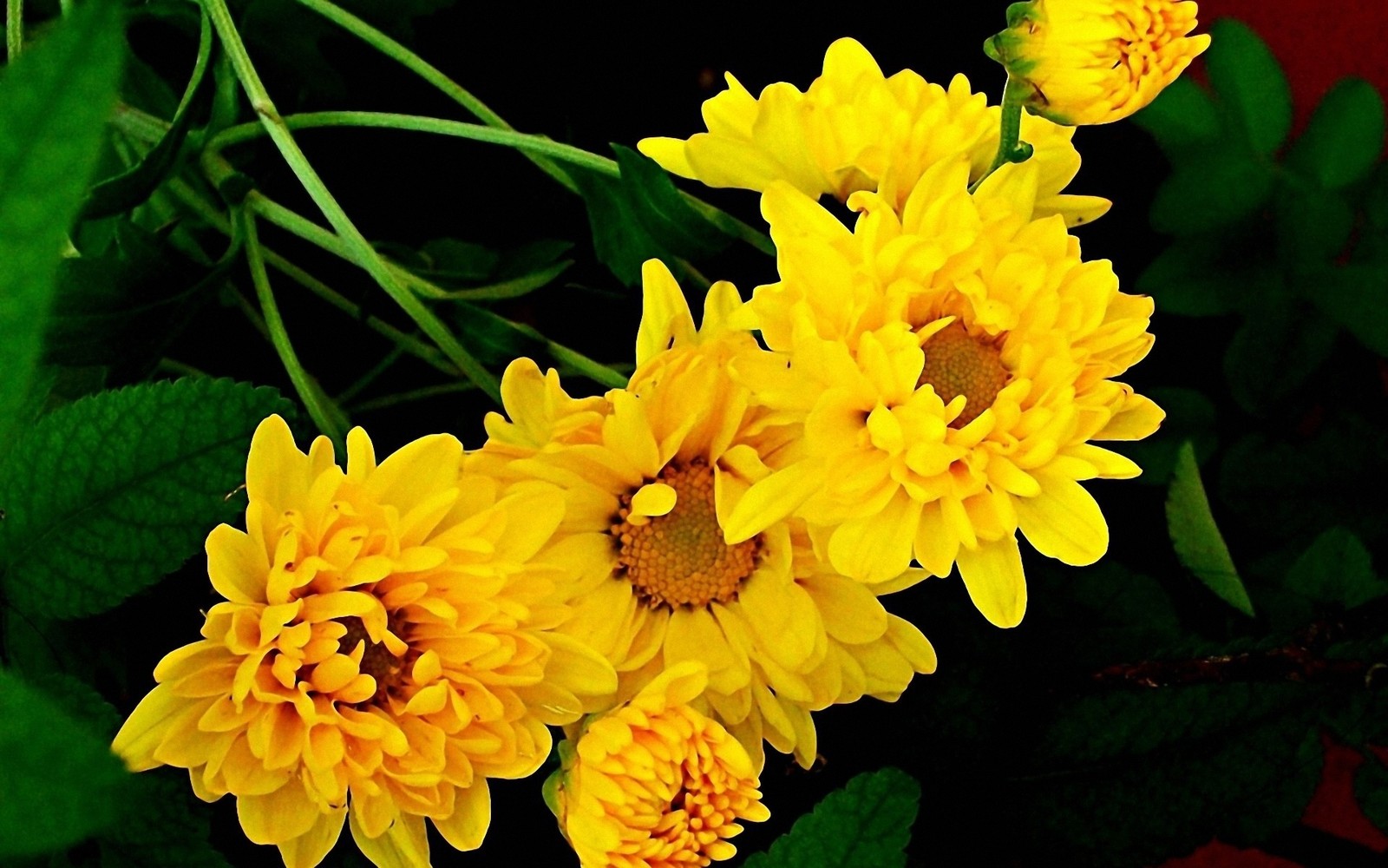 Des fleurs jaunes dans un vase avec des feuilles vertes sur une table (chrysanthème, jaune, pétale, plante, chrysanthèmes)