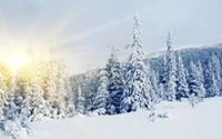 Bosque invernal helado con abetos cubiertos de nieve y un cielo resplandeciente