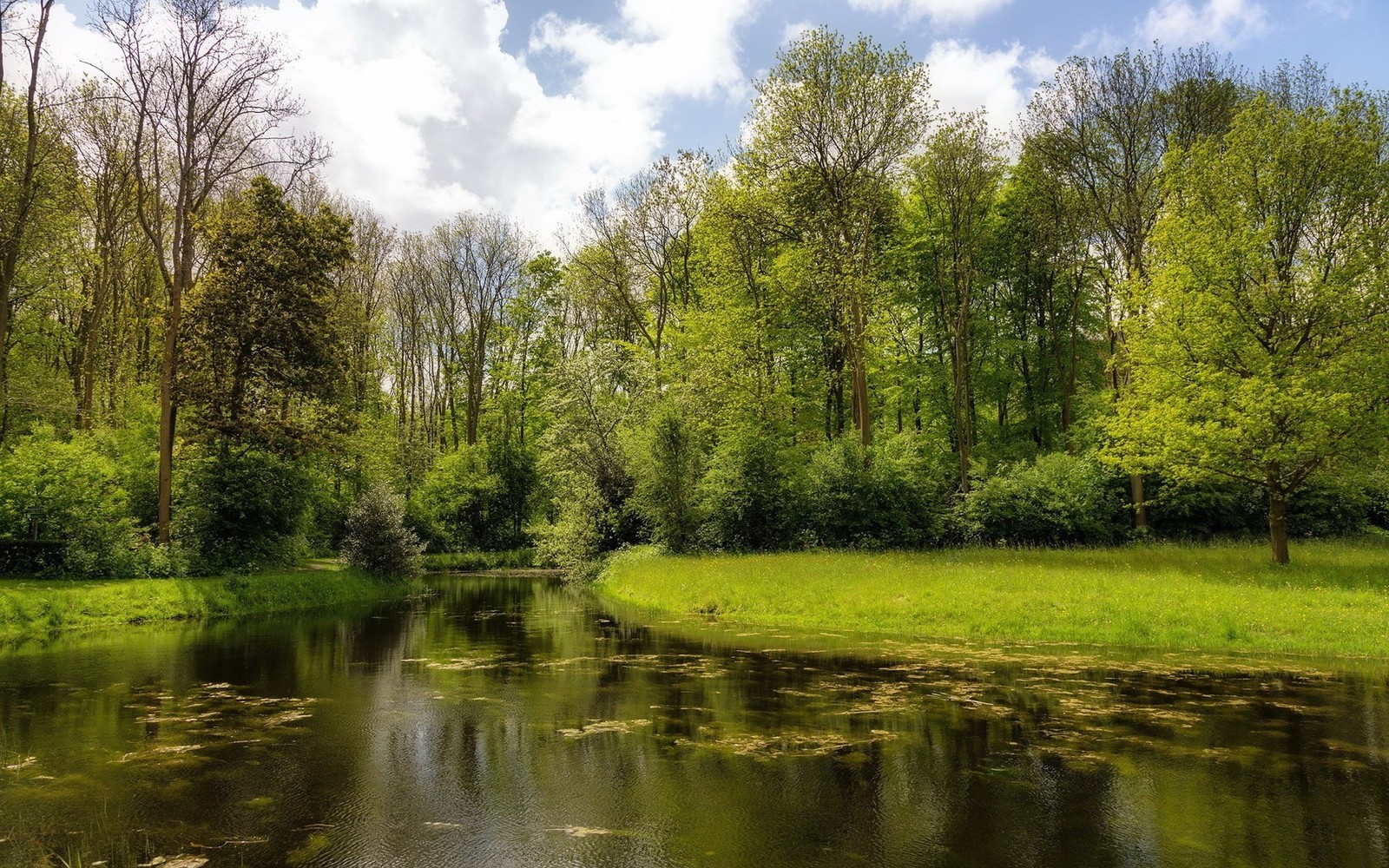 Una vista de un río que atraviesa un bosque verde y frondoso (rio, naturaleza, reflexión, árbol, reserva natural)