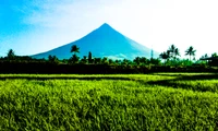 grassland, nature, vegetation, green, grass