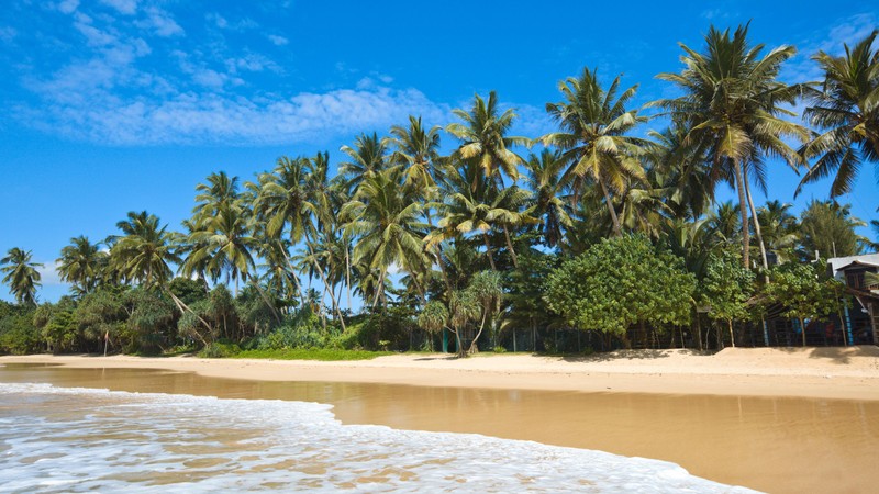 Вид на пляж с пальмами и хижиной на берегу (пляж, шри ланка, sri lanka, берег, пальма)