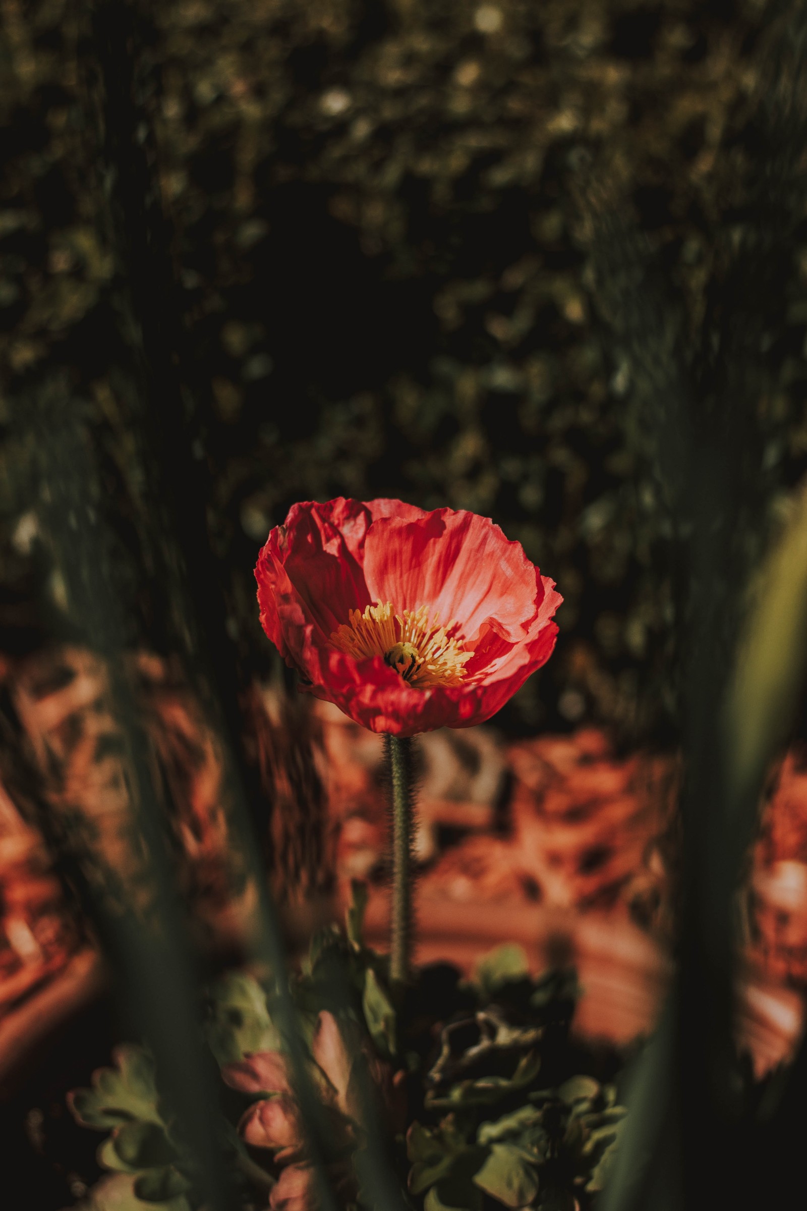 Une fleur rouge au milieu de quelques plantes (fleur, rouge, pétale, rose, plante)