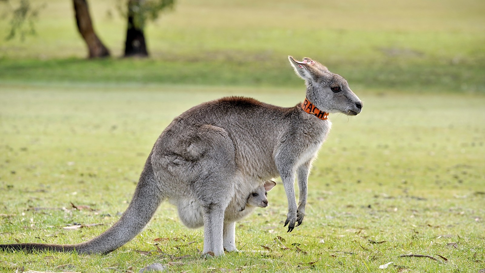 Кенгуру стоит на траве с красным ошейником (кенгуру, валлаби, wallaby, наземное животное, дикая природа)