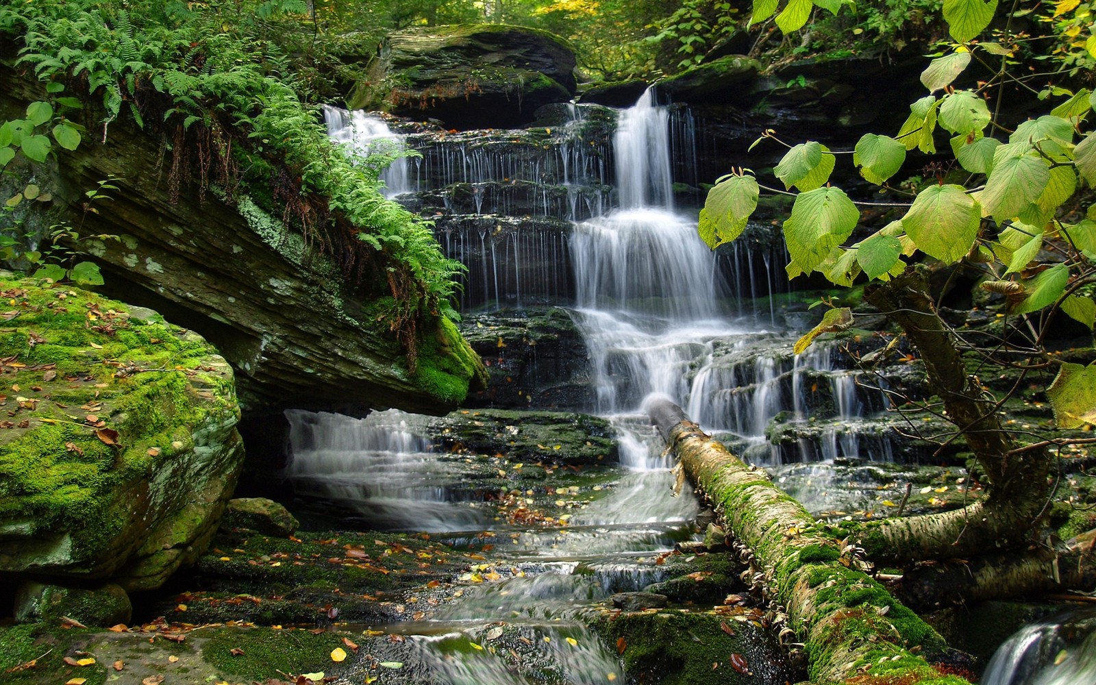 A close up of a waterfall in a forest with rocks and trees (waterfall, body of water, water resources, nature, water)