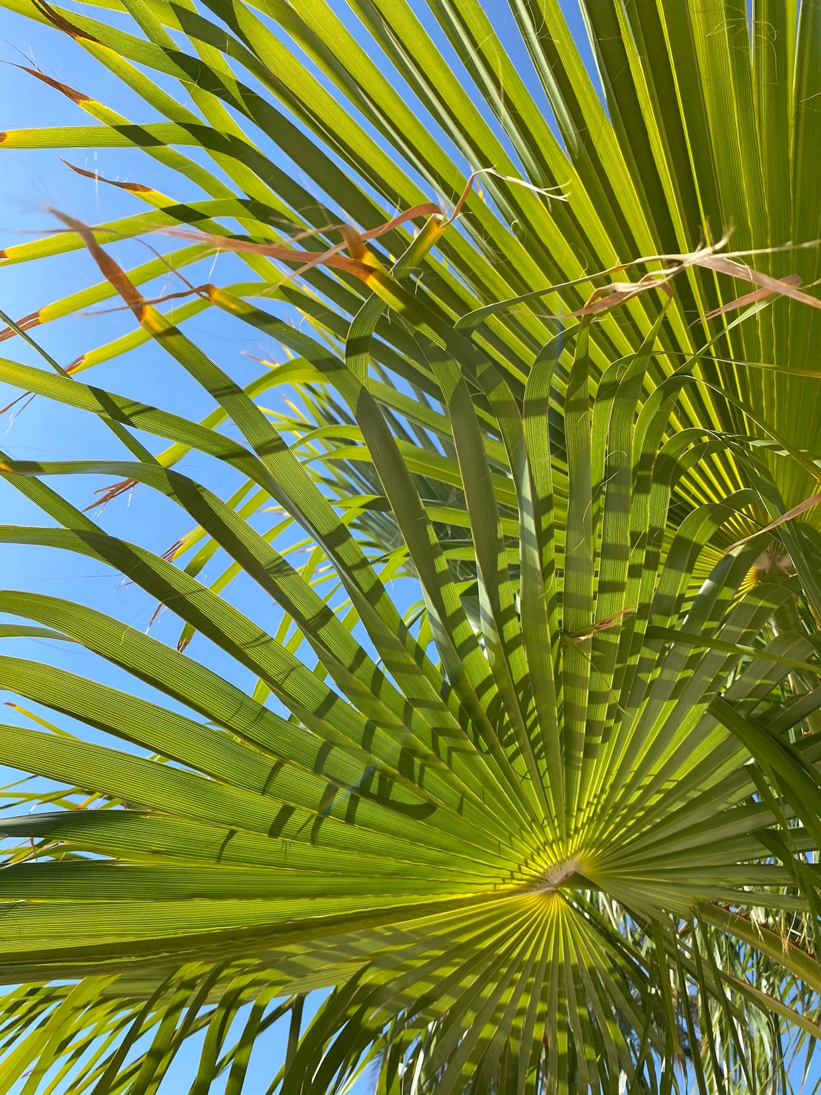 Um close de uma palmeira com um céu azul ao fundo (vegetação, folha, caule de planta, palmeira das tâmaras, natureza)