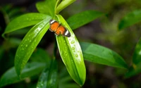 Borboleta pousada em folhas verdes orvalhadas