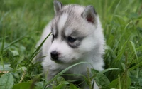 Adorable cachorro husky de Sakhalin explorando la hierba verde