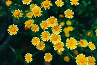 daisy flowers, yellow flowers, blossom, bloom, pollen wallpaper