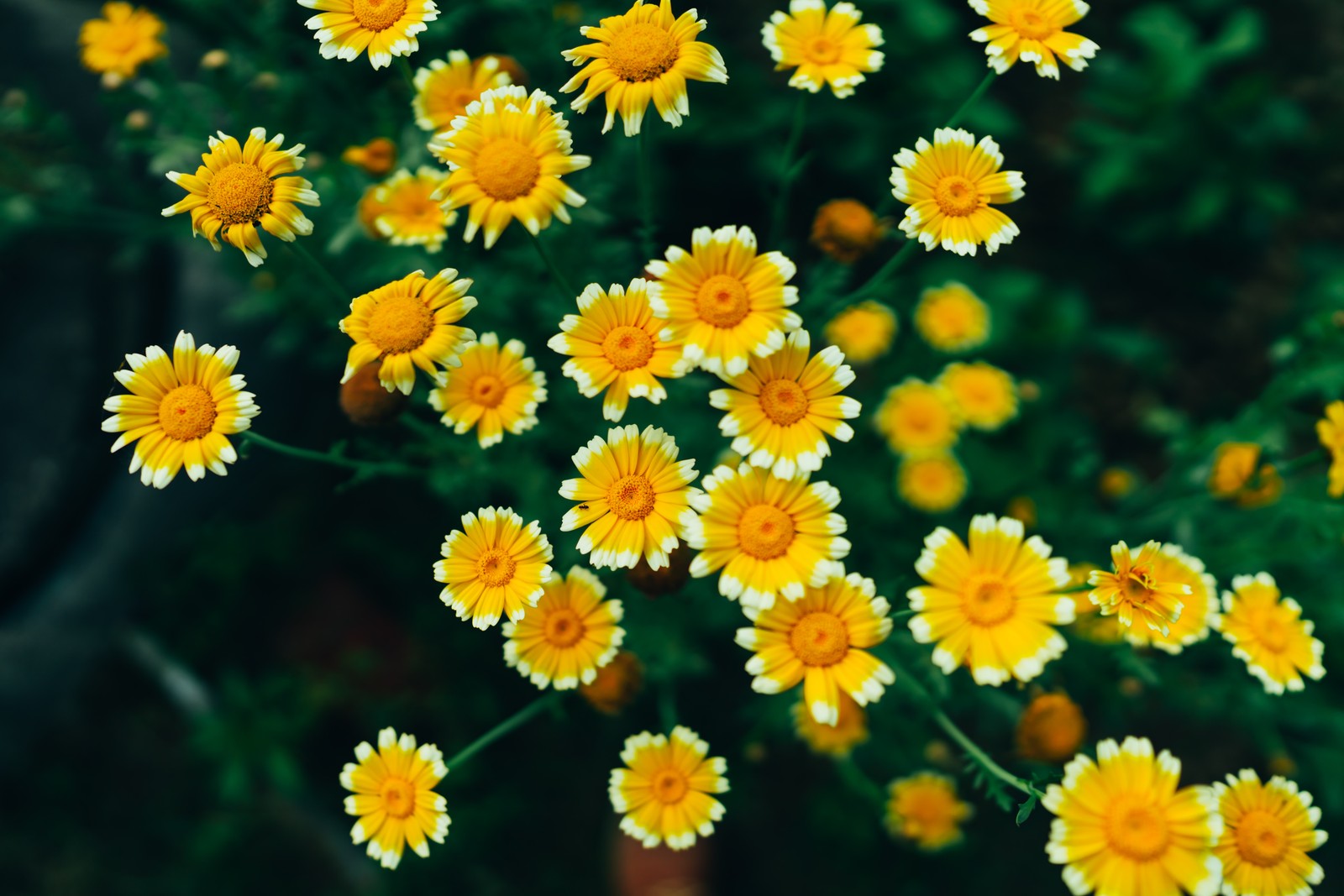 Des fleurs jaunes s'épanouissent dans un jardin avec un pot noir (fleurs de marguerite, fleurs jaunes, floraison, pollen, 5k)