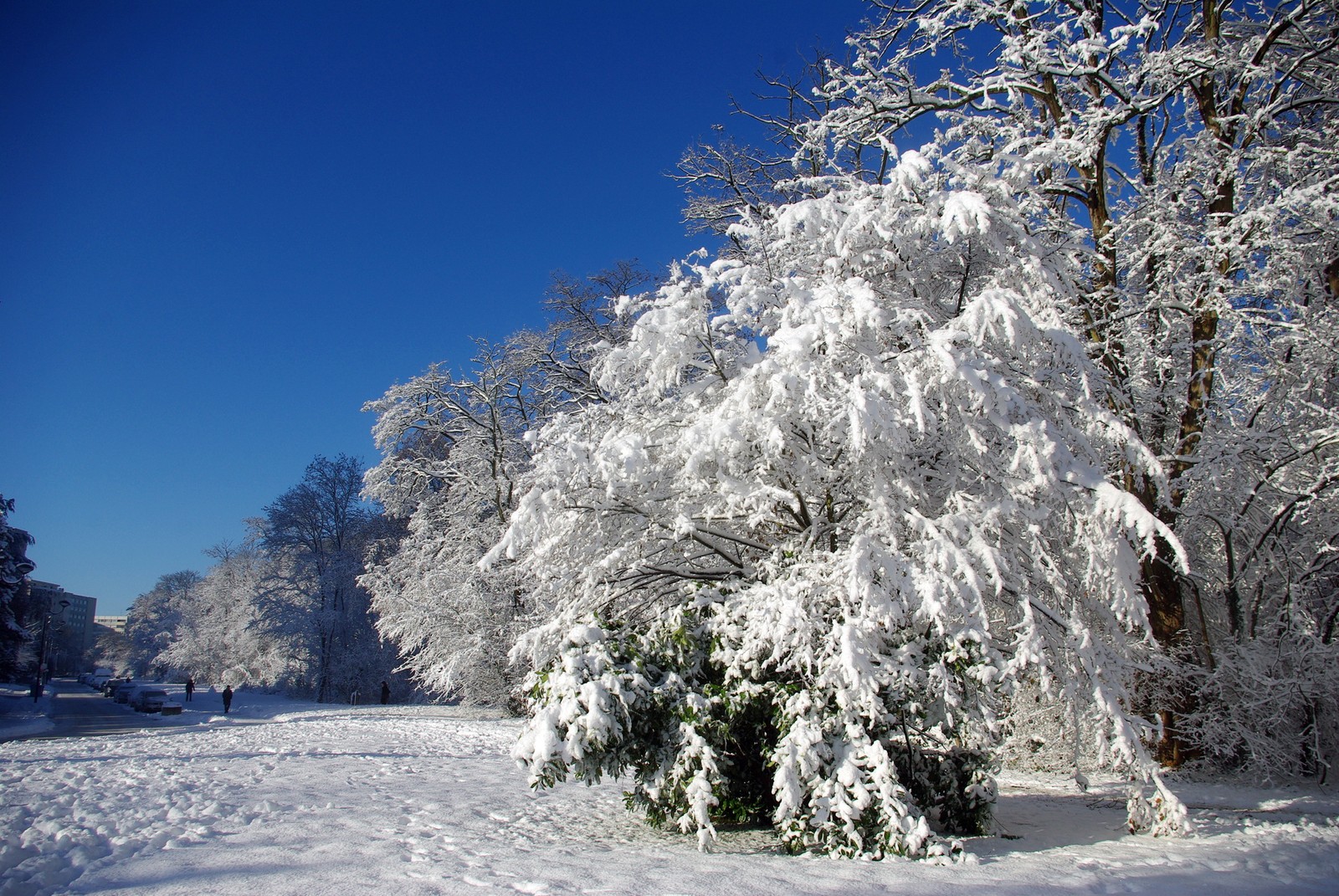 Luftaufnahme eines baumes im schnee mit blauem himmel im hintergrund (schnee, winter, baum, frost, gefrieren)