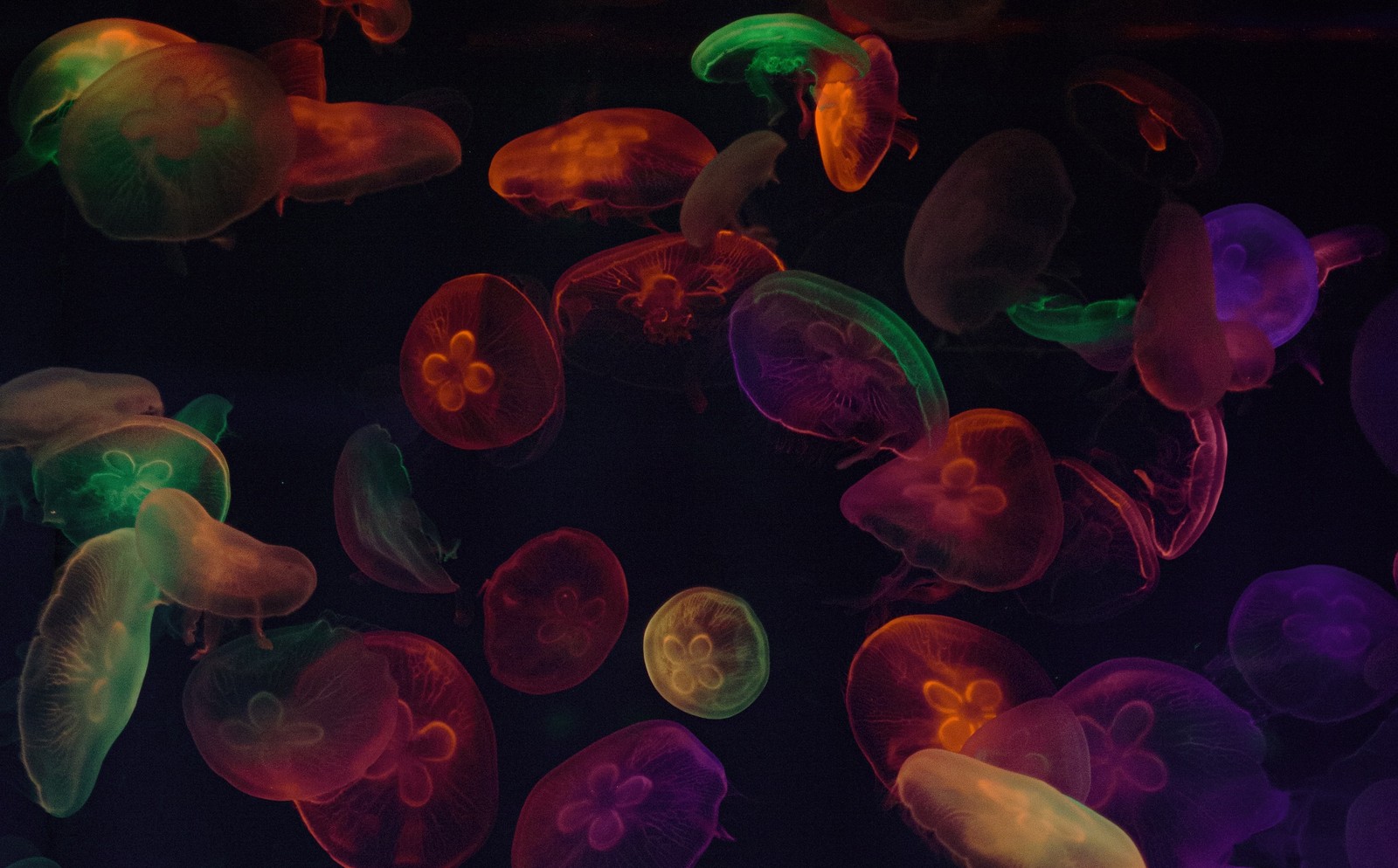 Las medusas brillan en una habitación oscura con un fondo negro (medusas, multicolor, fondo negro, subacuático, colorido)