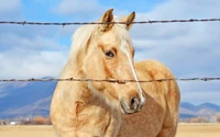 Retrato de cavalo dourado atrás de arame farpado com fundo bokeh