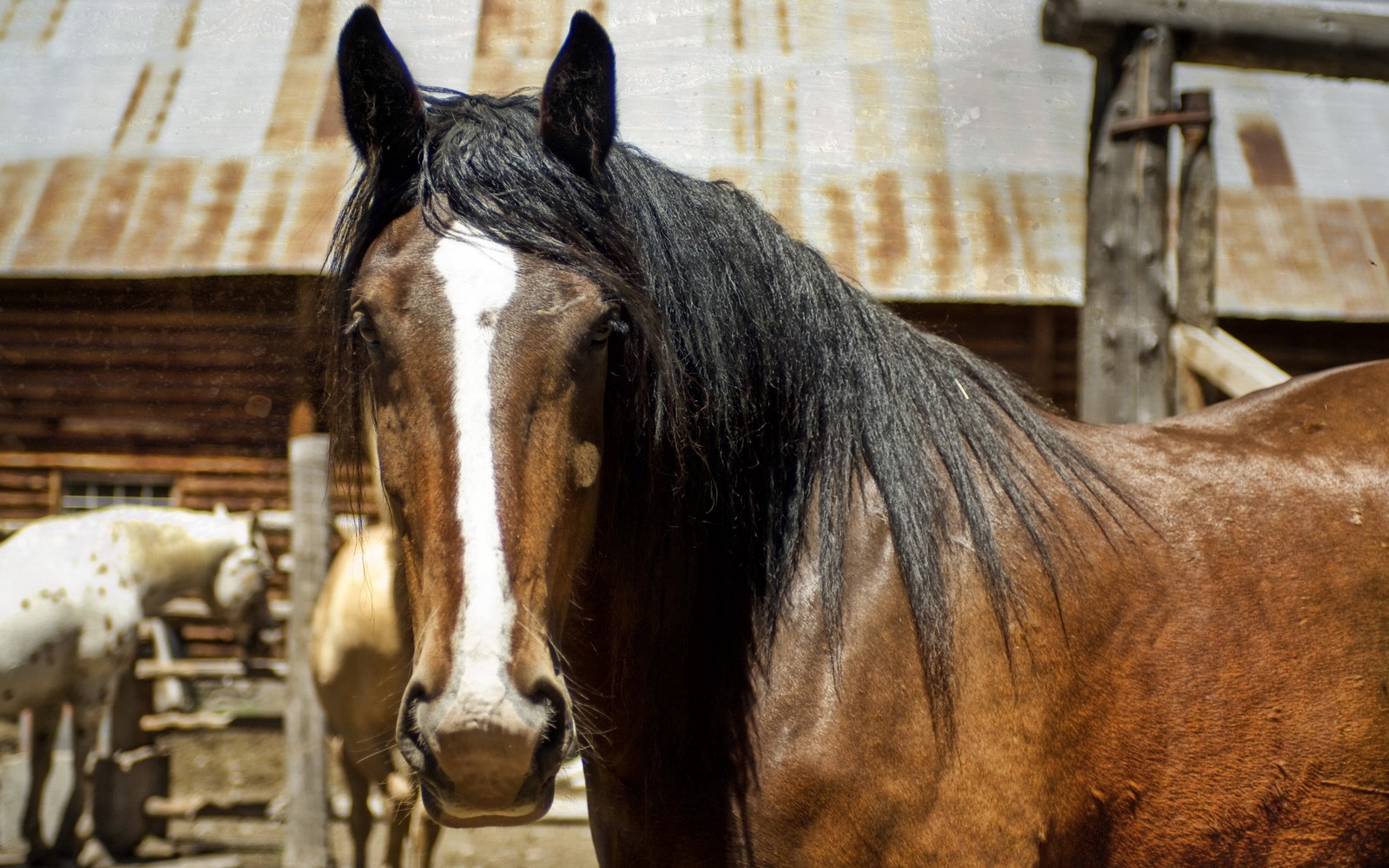 There are two horses standing in a pen with a barn in the background (horse, mane, mare, stable, mustang horse)