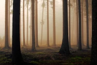 Mañana brumosa en un bosque de pinos: troncos altos y atmósfera serena