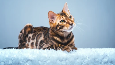 Bengal kitten with striking spots and expressive eyes, resting on a soft surface.