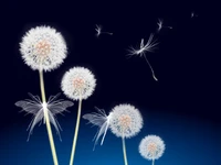 dandelion flowers, dandelion seeds, white butterflies, blue background, plant