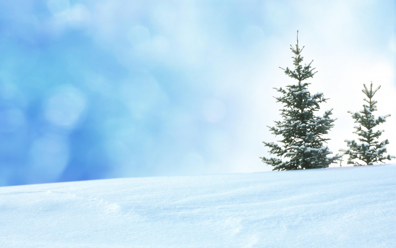 Descargar fondo de pantalla nieve, invierno, árbol, congelación, abeto