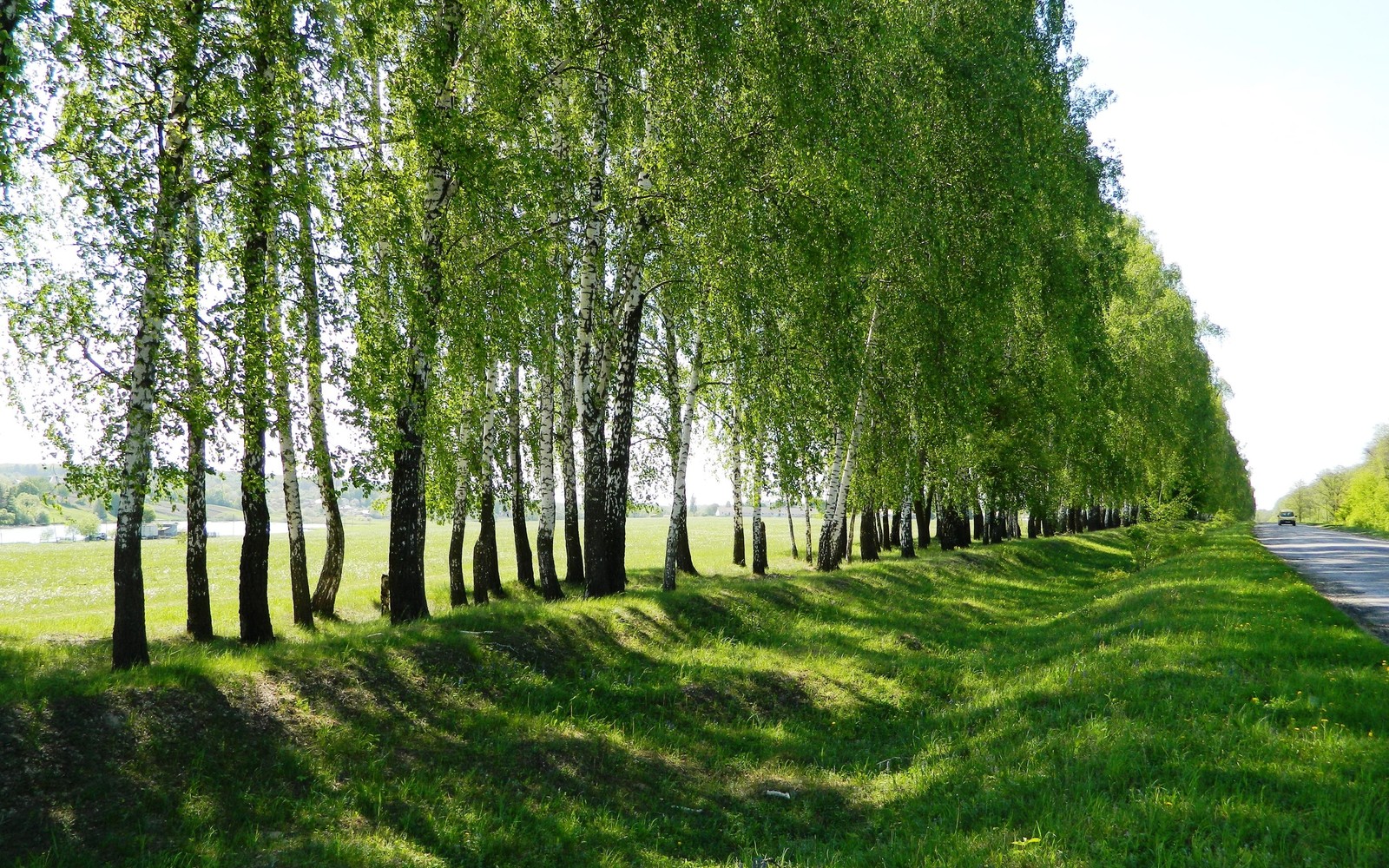 Una fila de árboles a lo largo de un camino en un campo de hierba (árbol, planta herbácea, abedul, planta leñosa, planta)