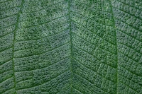 textura, verde, hoja, planta, pasto