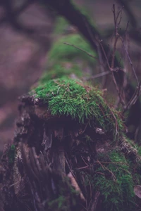 Souche d'arbre couverte de mousse dans une forêt ancienne tranquille.