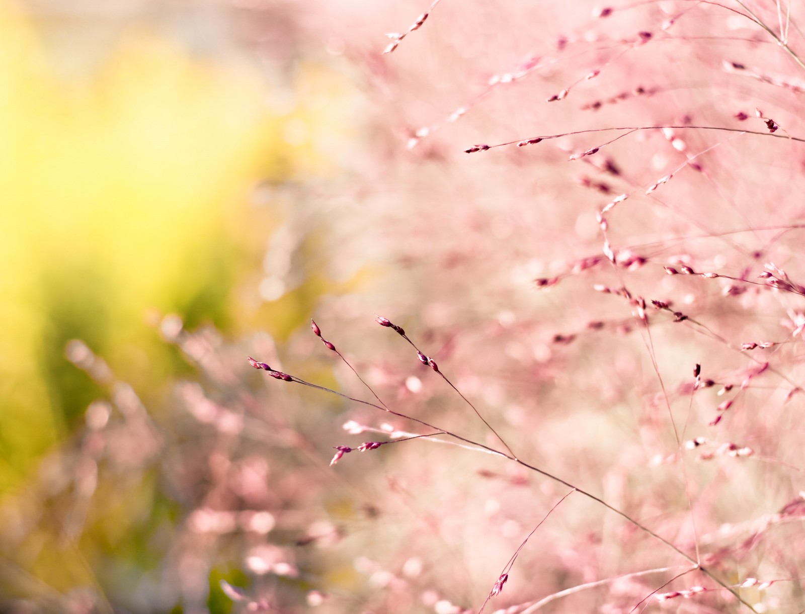 Un oiseau perché sur une branche d'une plante (rose, fleur, printemps, branche, plante)