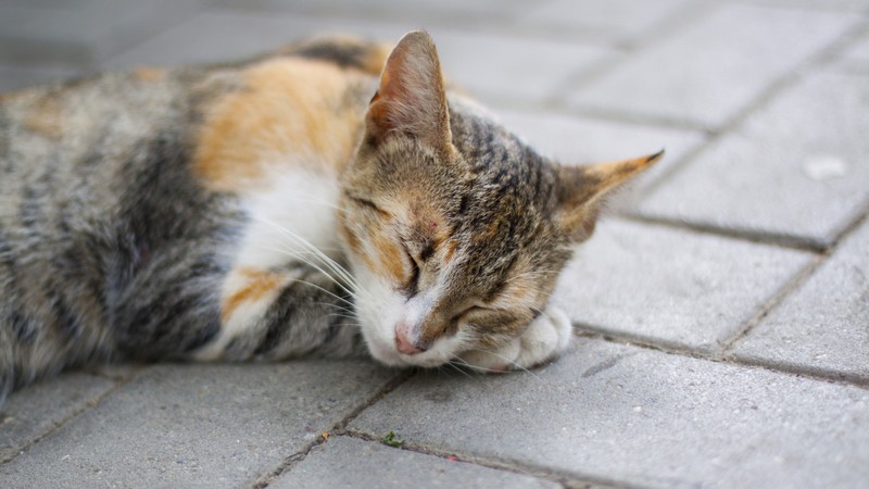 Кот, который спит на земле (полосатый кот, котёнок, европейская короткошерстная, эгейская кошка, дракон ли)