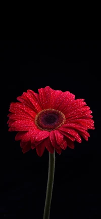 Marguerite de Transvaal magenta vibrante avec des gouttes de rosée sur un fond noir