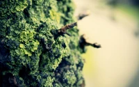 Lichen-covered tree branch with vibrant green vegetation.