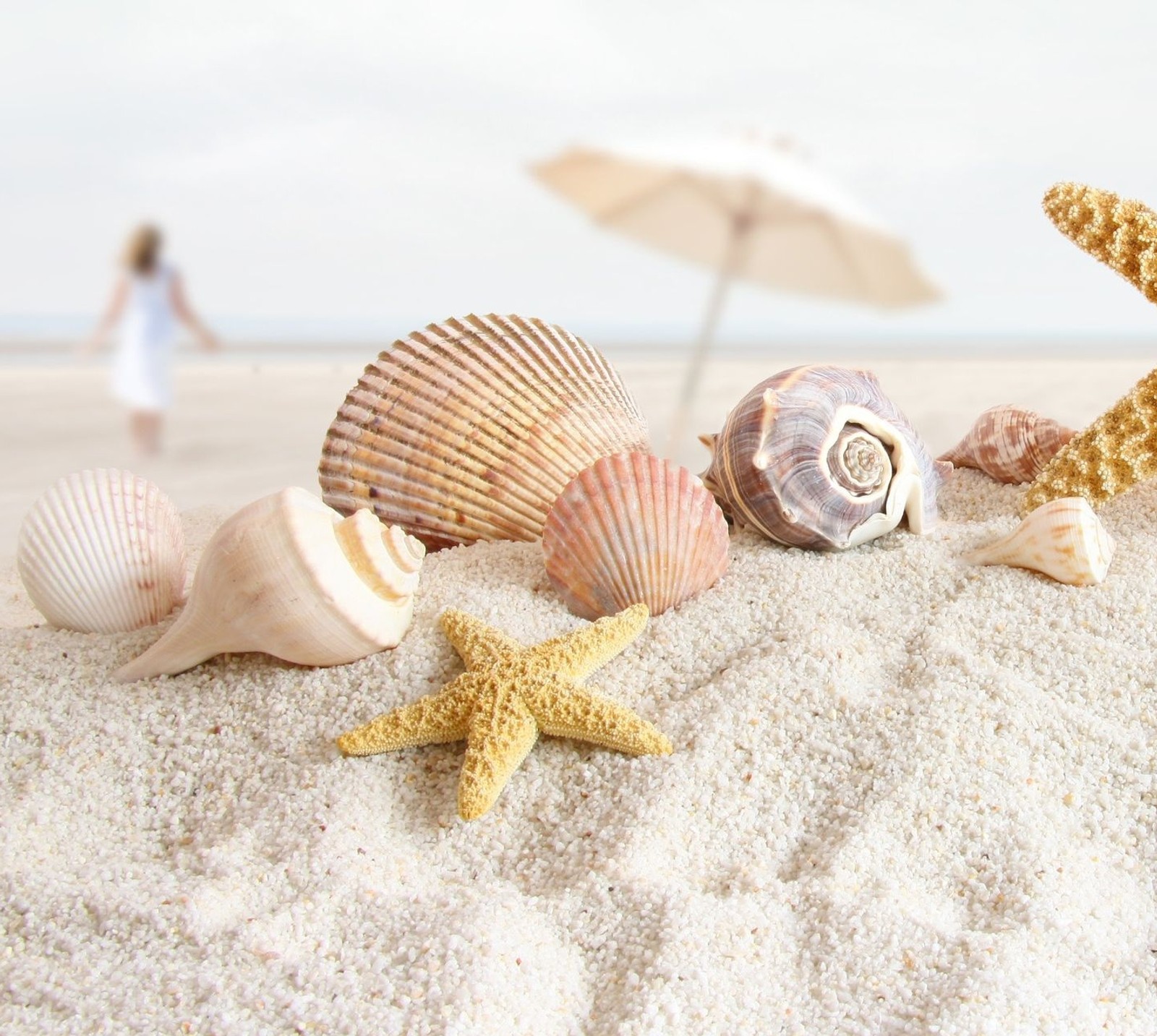 Há conchas e estrelas-do-mar na praia com uma mulher ao fundo (praia, casca)