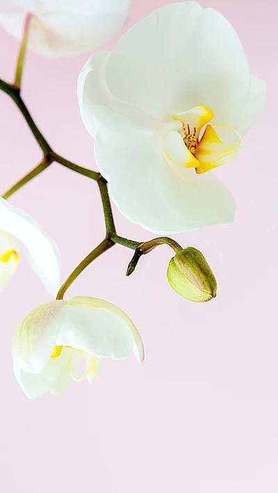 belleza, floración, flor, hd, orquídea