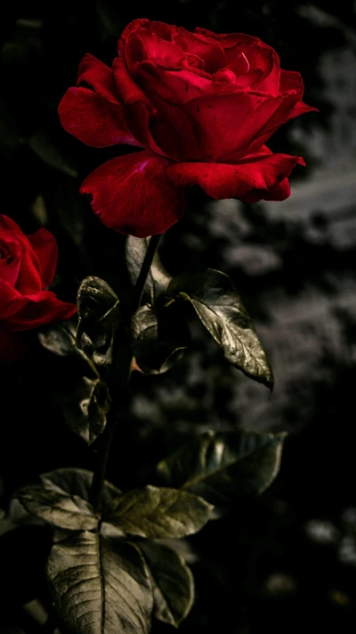 Élégante rose rouge avec des feuilles vert foncé